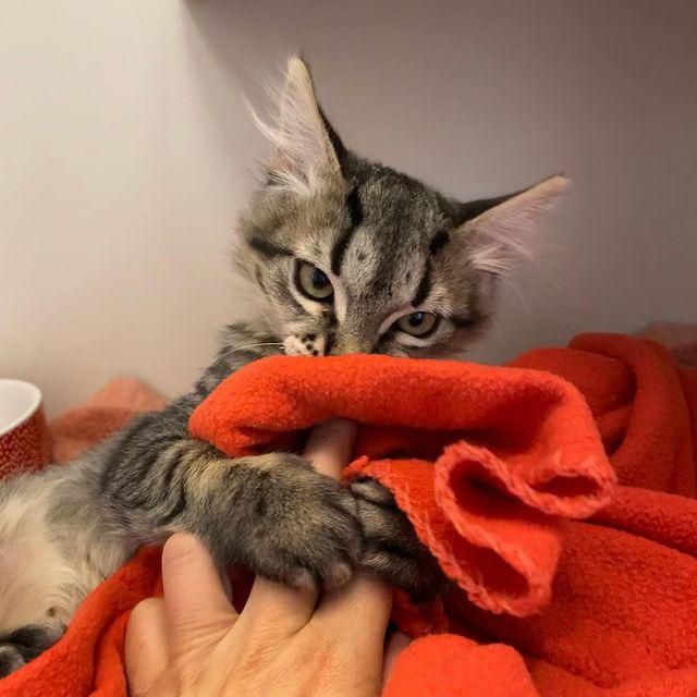 kitten blanket cuddle