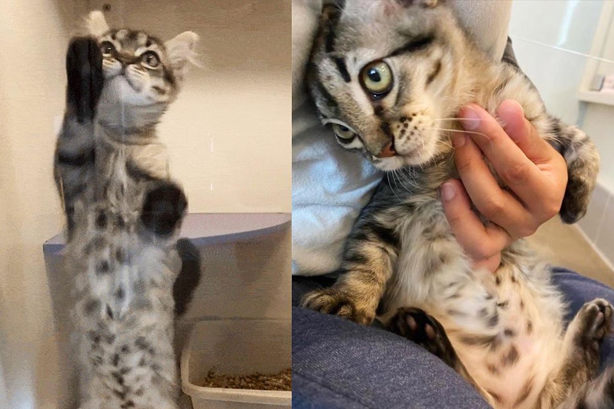 Kitten Tries to Get People to Notice Her at Shelter With Her Adorable 'Window Washing'