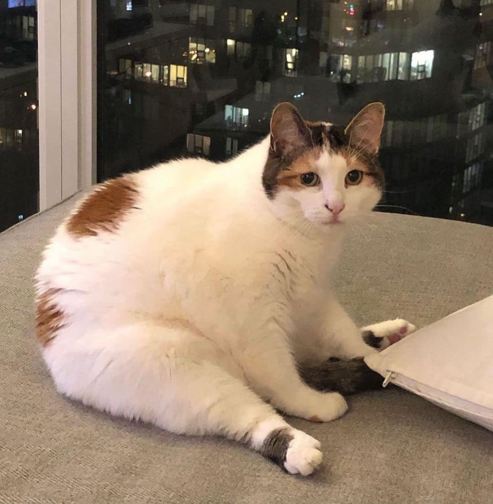 fluffy chonky cat