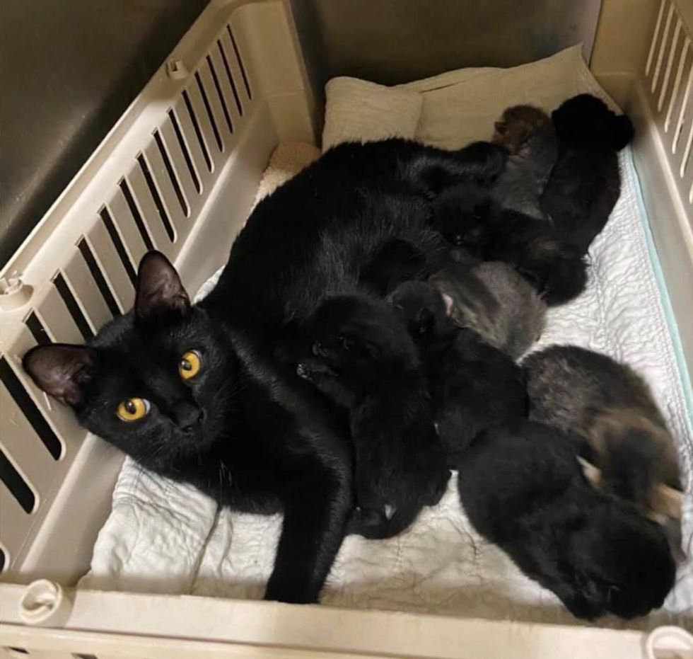 nursing cat mom