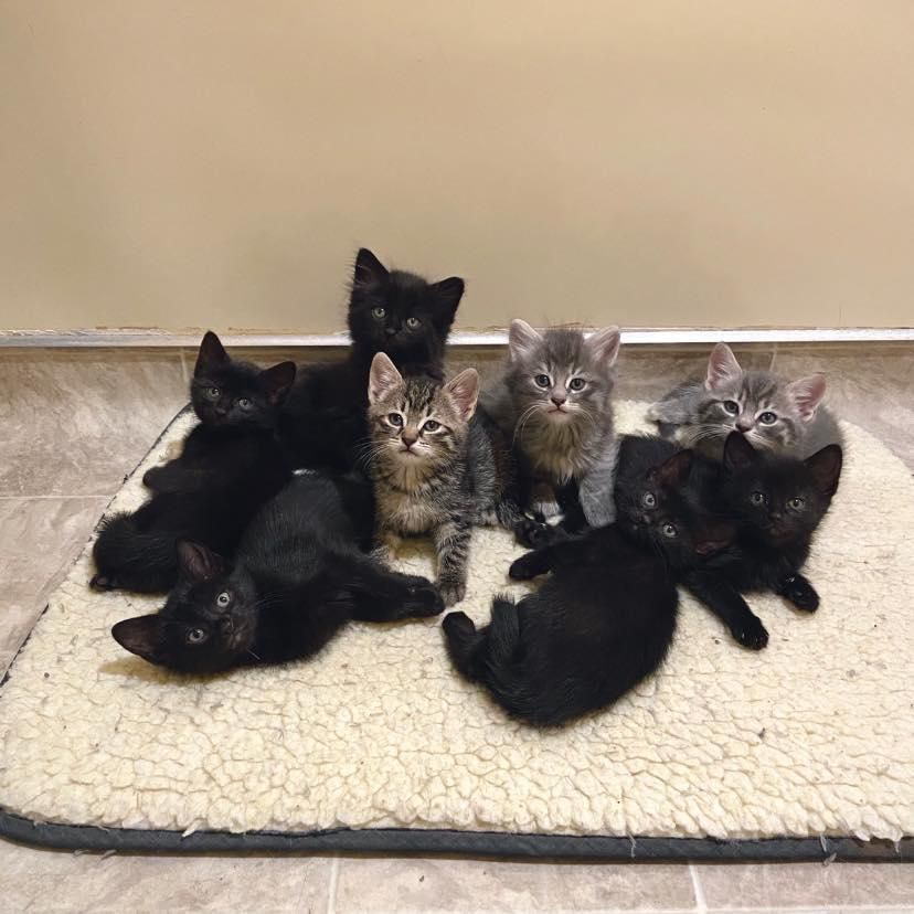 eight kittens