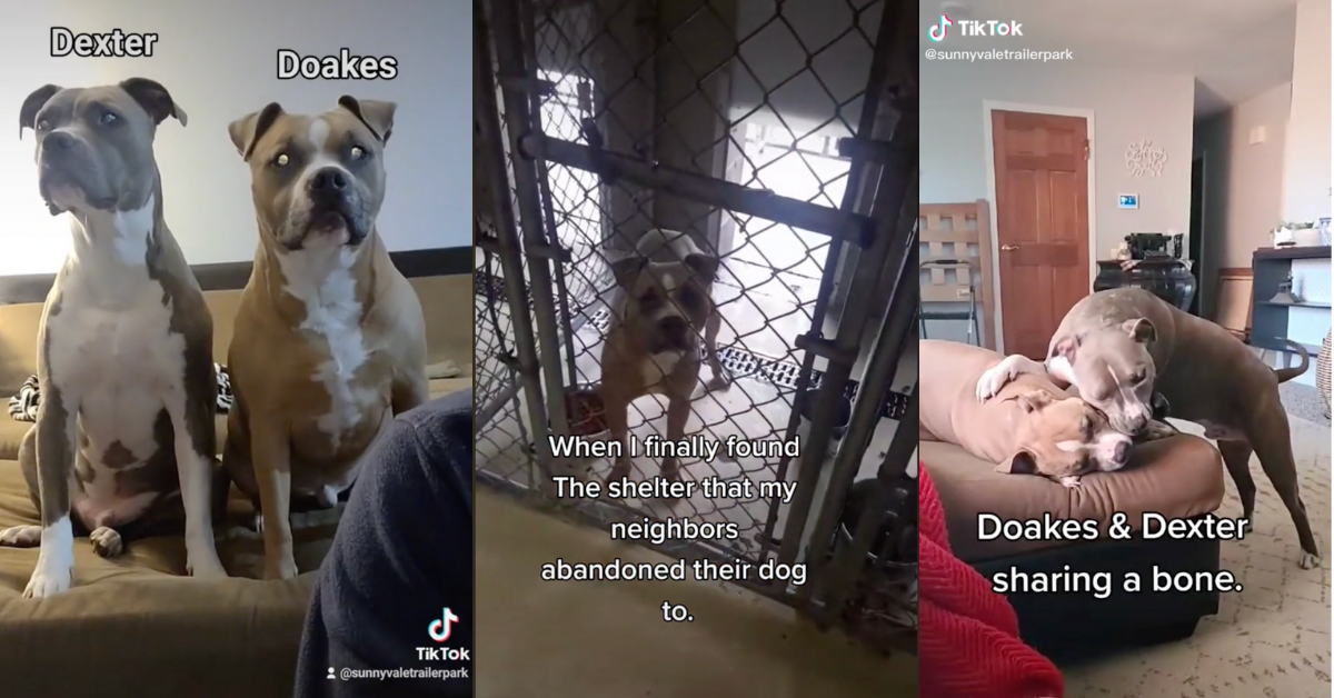 Guy Searches Shelters To Find Neighbors' Abandoned Dog—And Their Reunion Has TikTok In Tears