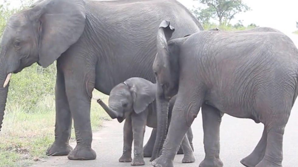 This Baby Elephant Lost Its Trunk. Can It Survive?