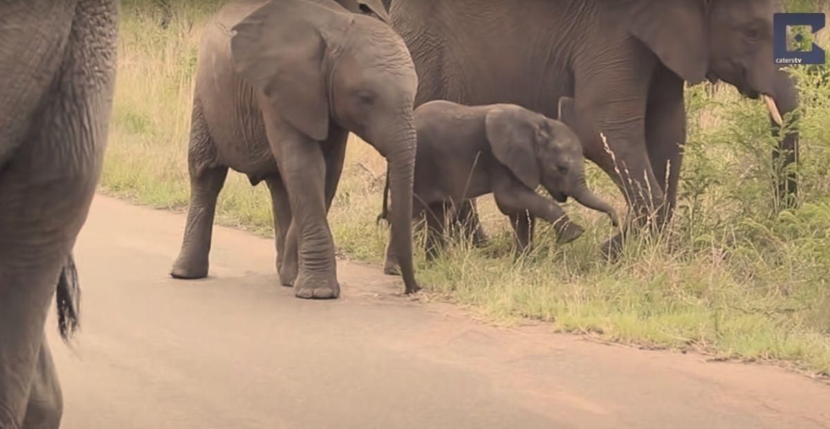 Baby elephants dont know how to control their trunks