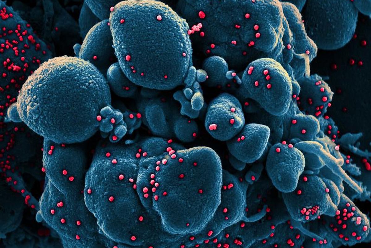 It's Your Festive Coronavirus Holiday Infect-A-Thon!