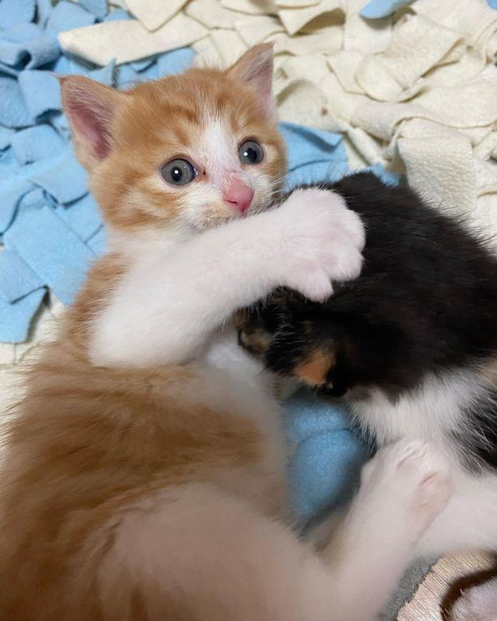 playful orange tabby kitten