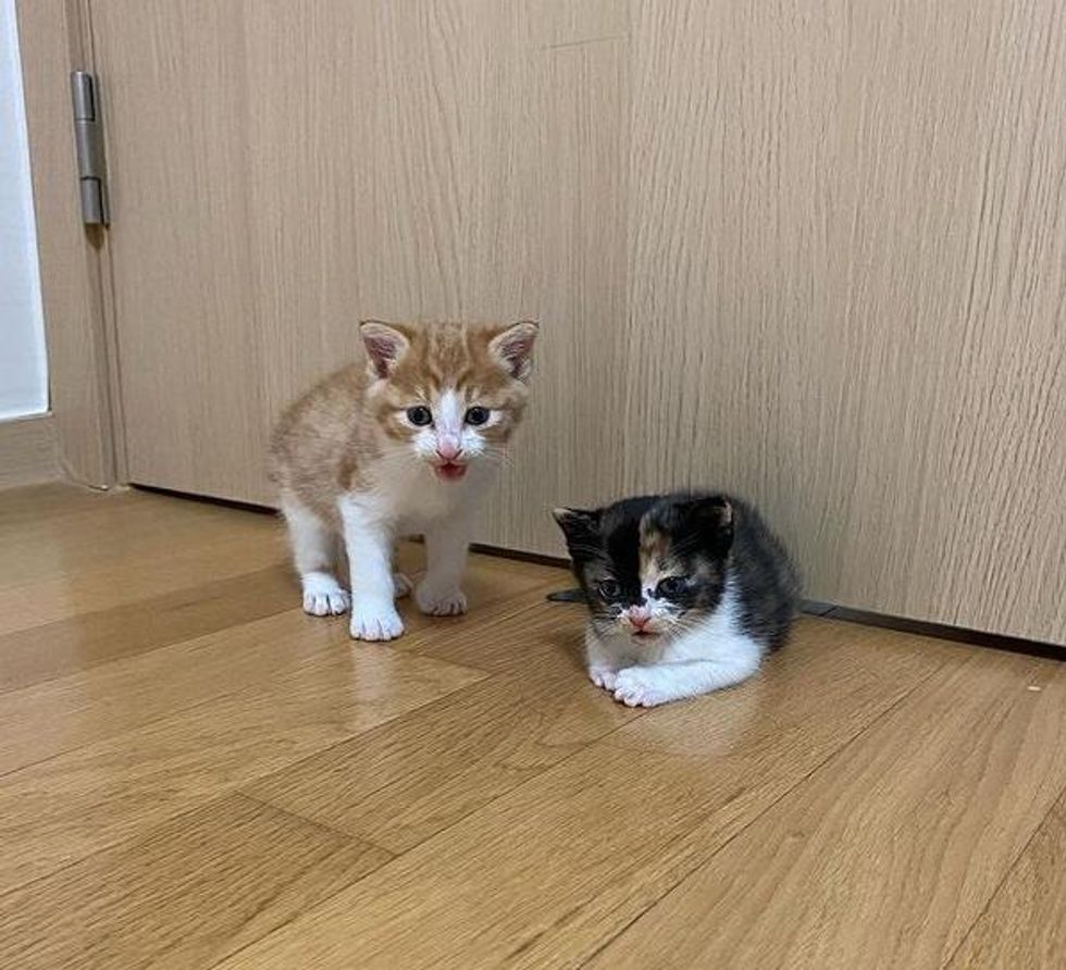 kittens best friends