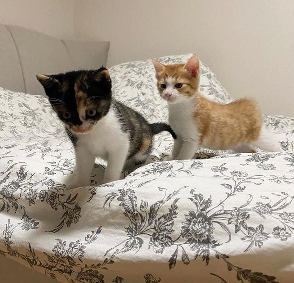 kittens exploring bed