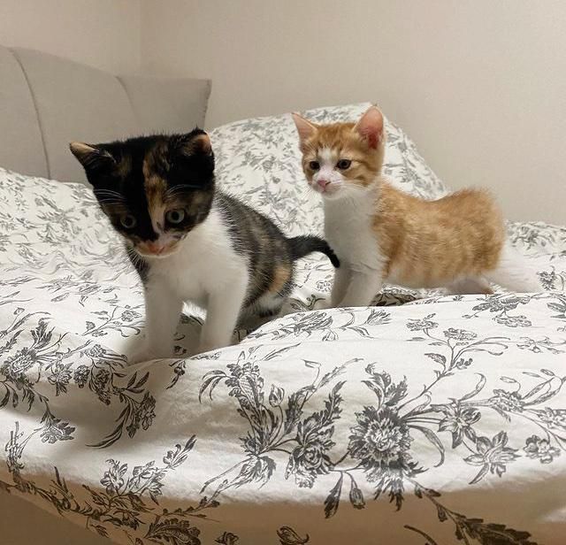 kittens exploring bed