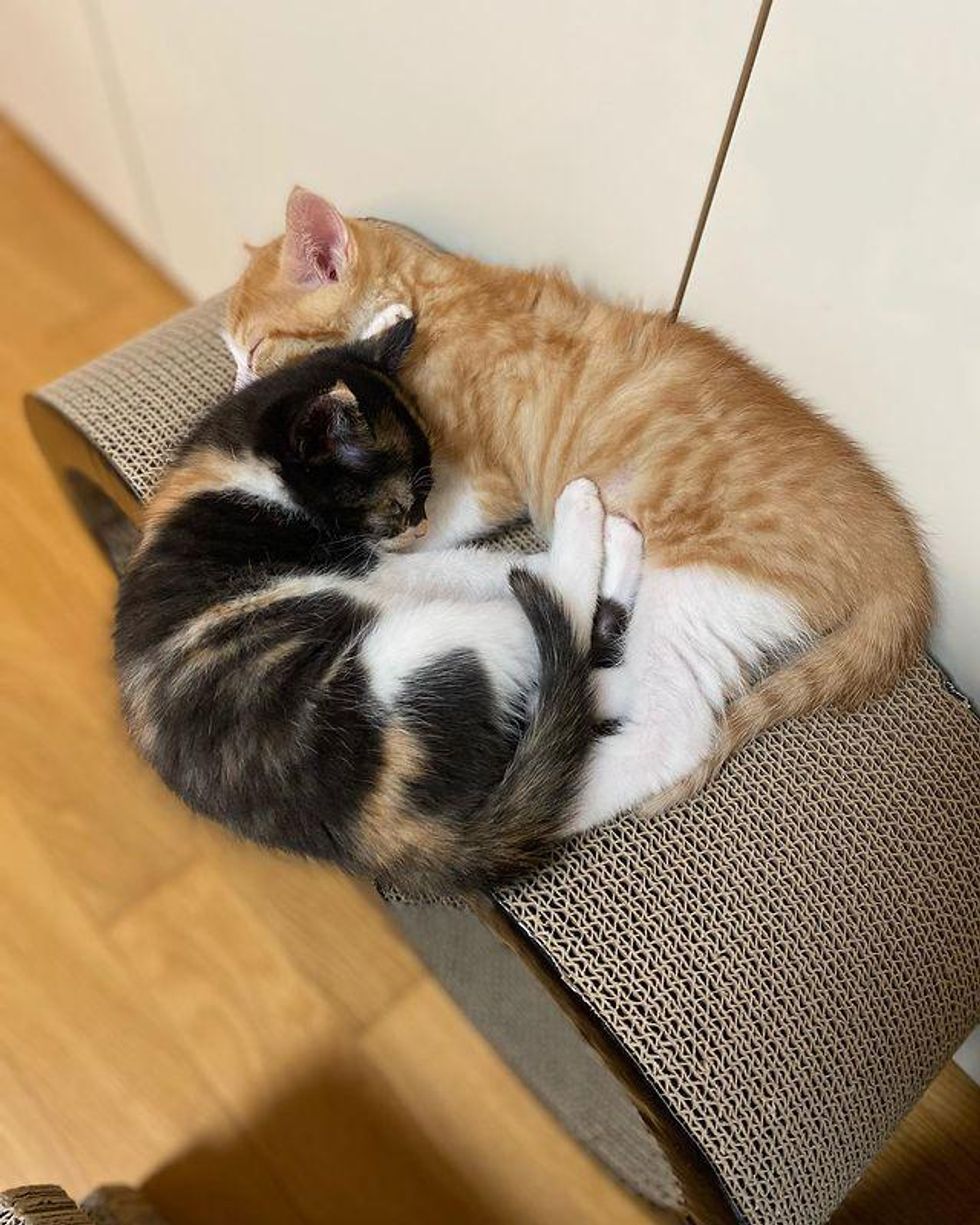 kittens cuddling