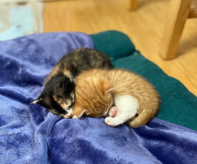 snuggly sleepy kittens