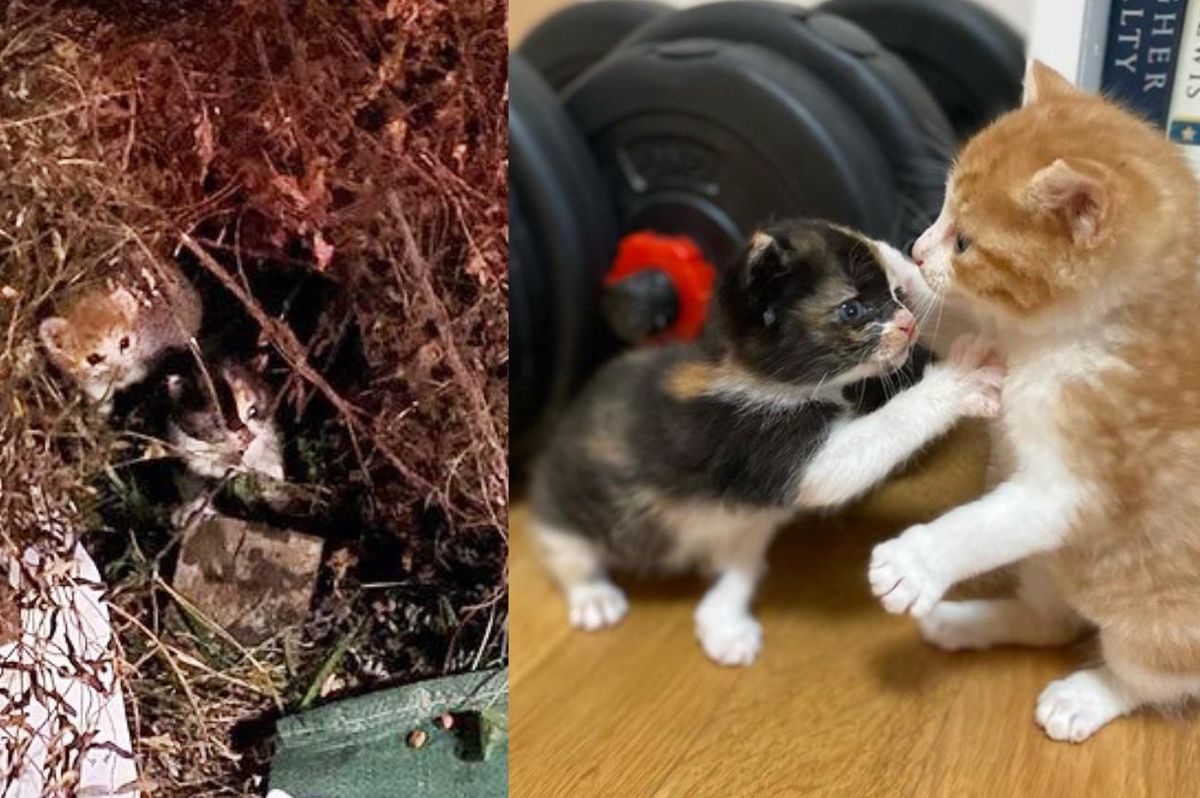 Kittens Come Out of Bushes Together, Climb on Rescuer and Ready to Leave with Them