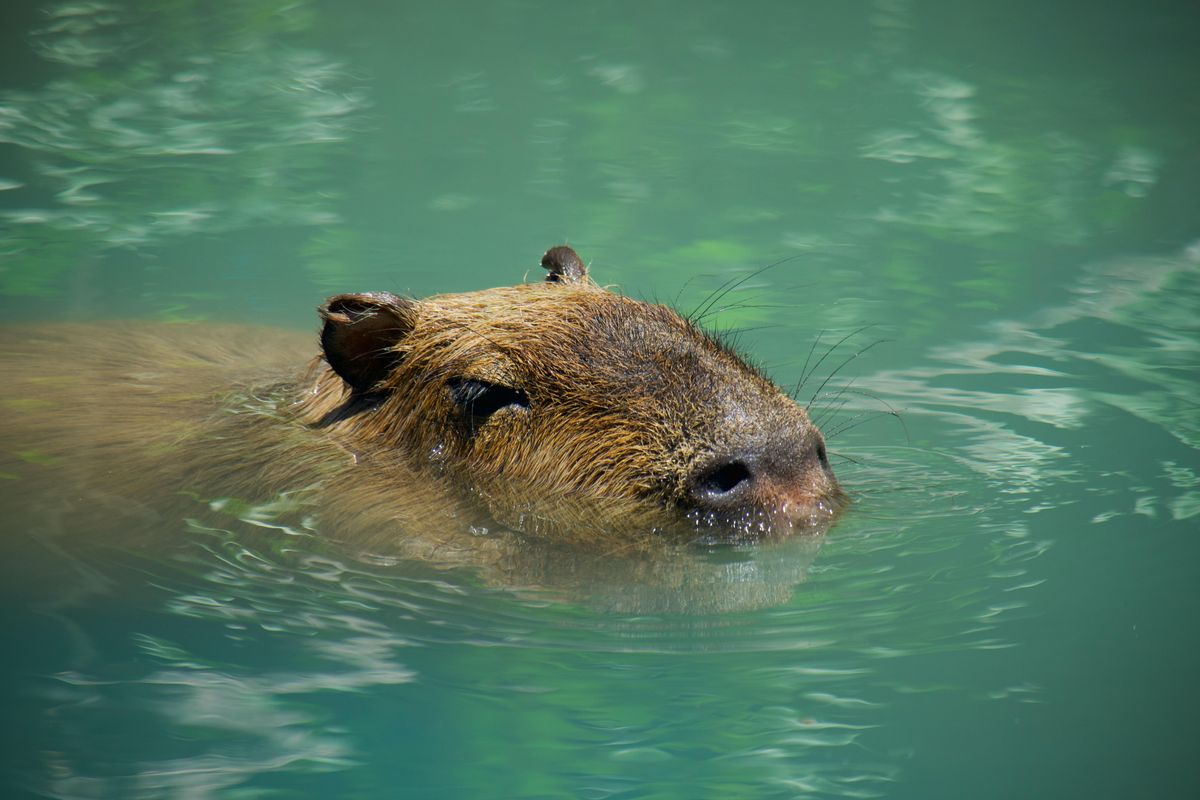 Once a year, capybaras at this Japanese zoo are treated to a fully immersive spa day