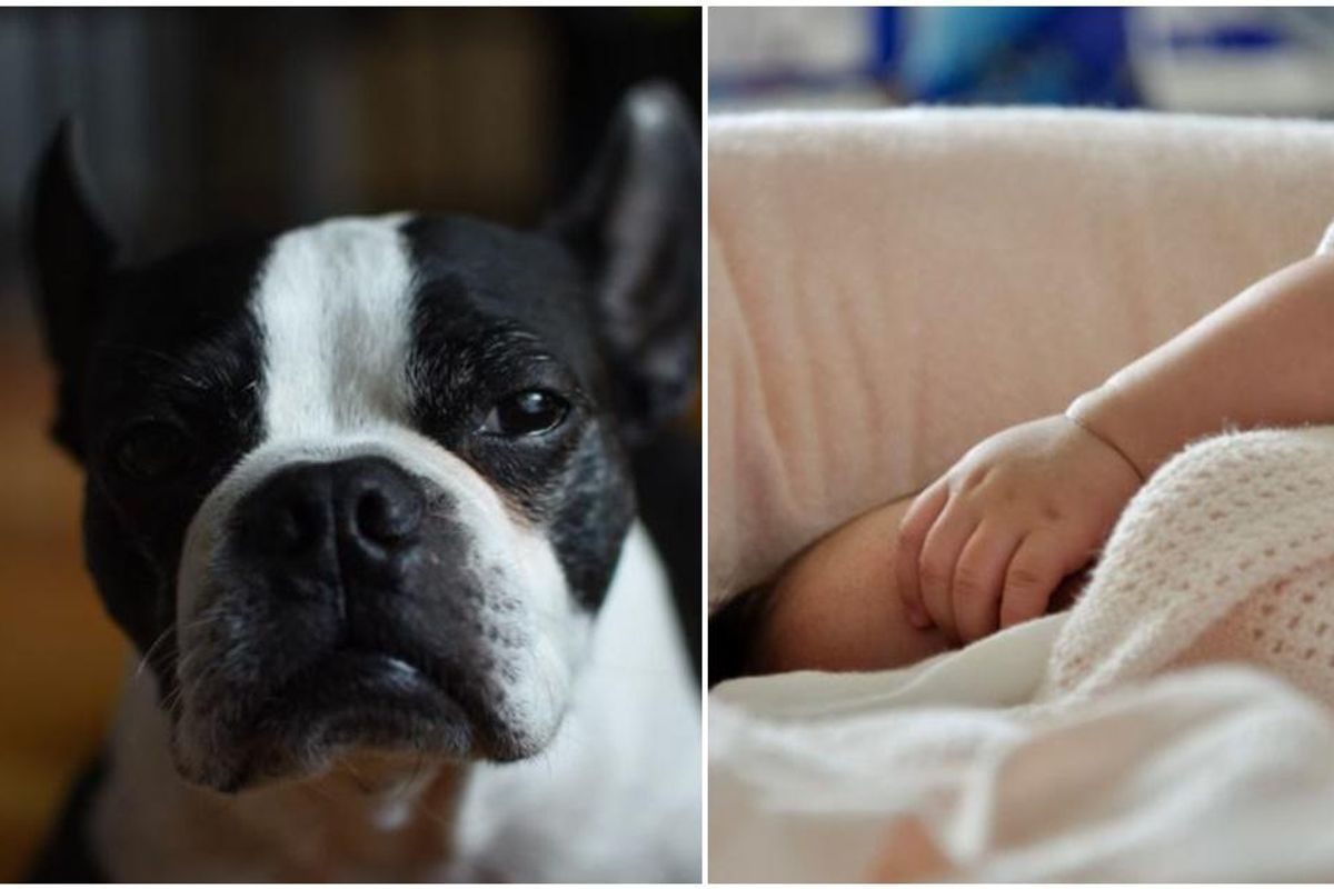 boston terrier, dog saves baby, sleeping baby