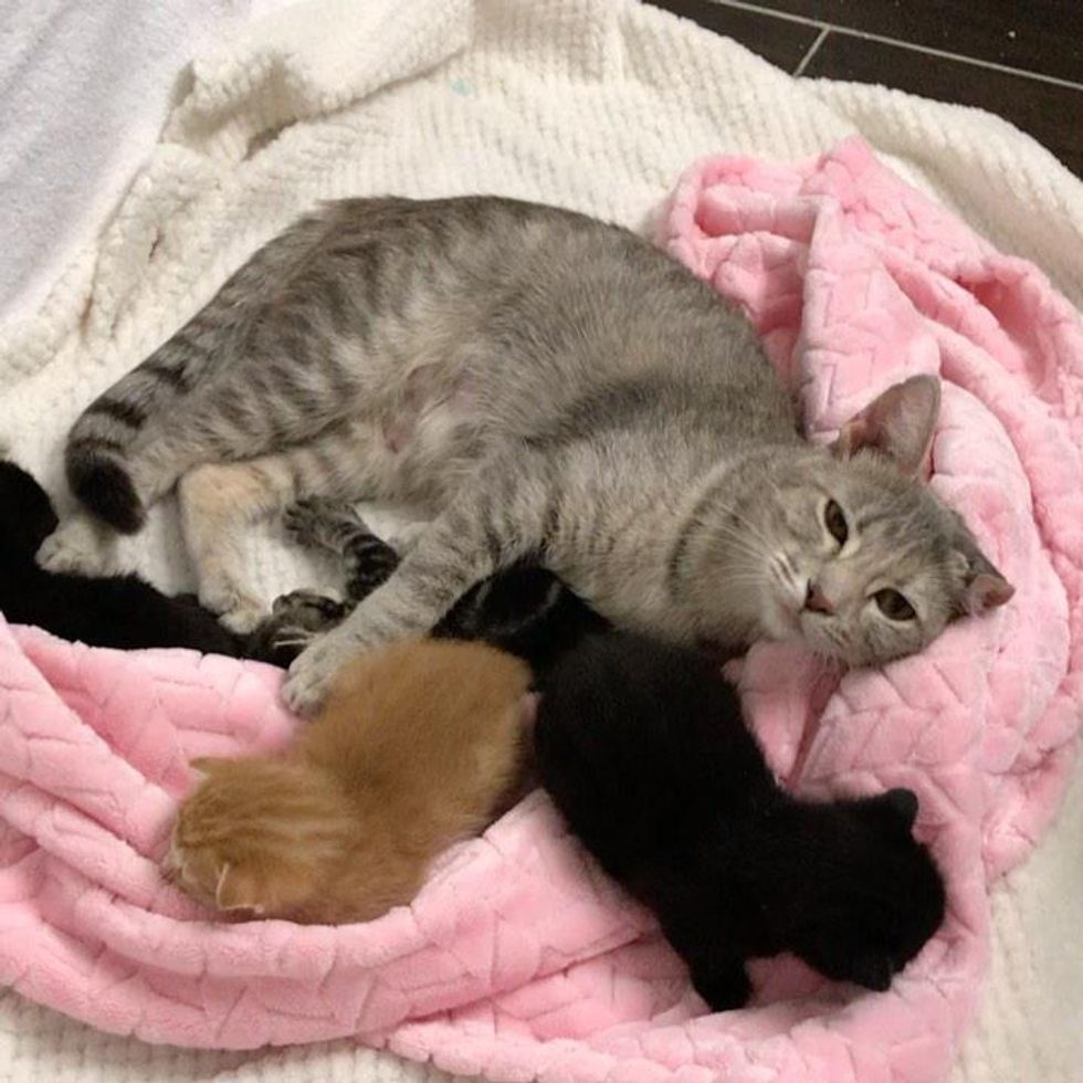 cat mom kittens