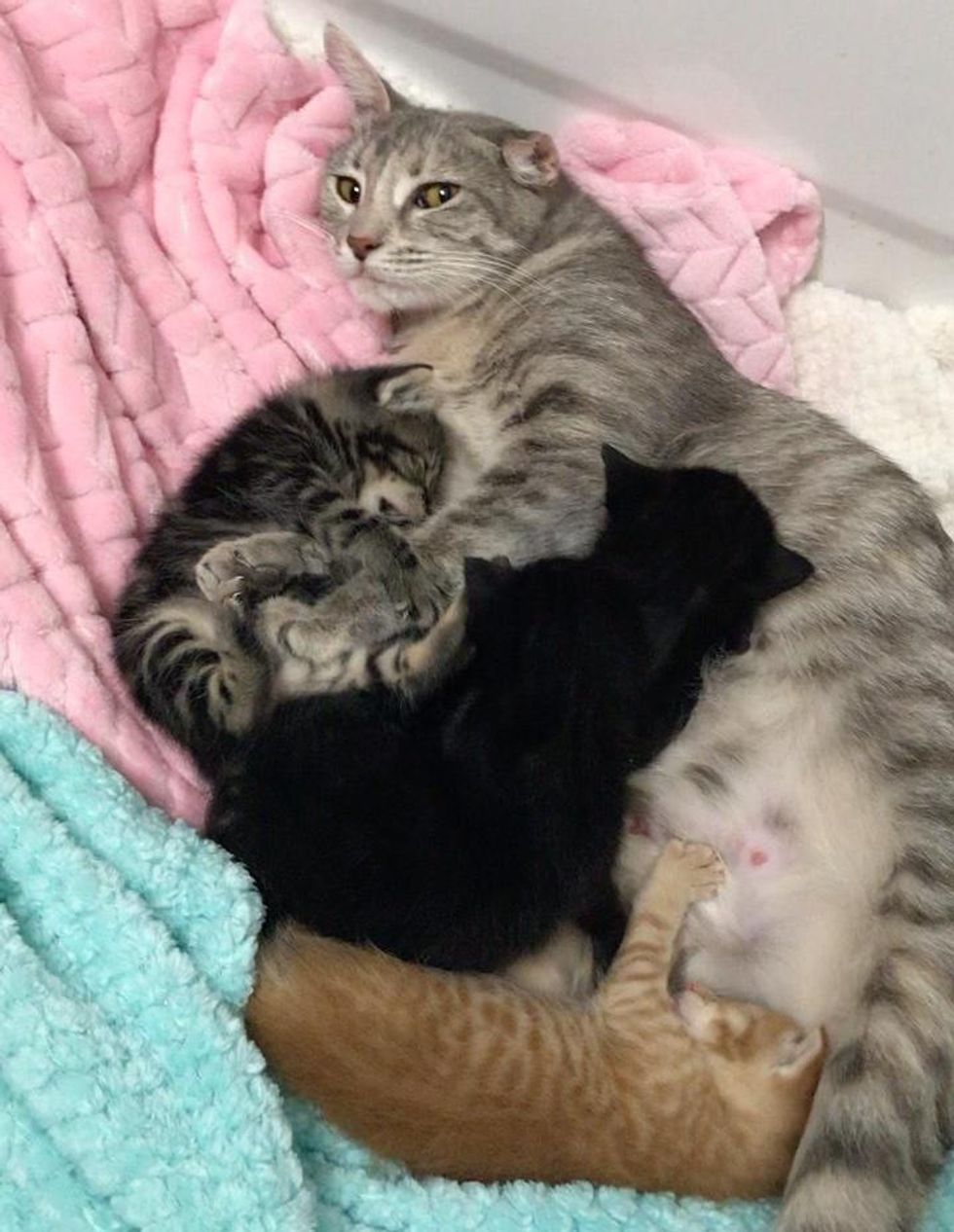 nursing kittens, cat mom