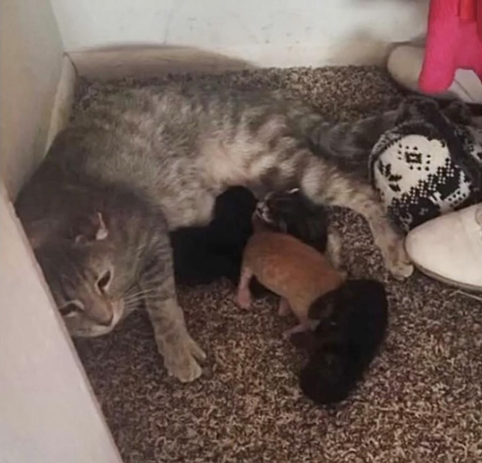 cat mom, newborn kittens