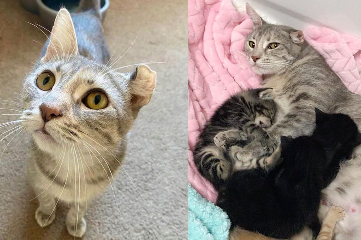 Woman Opened Her Door to Stray Cat and Found Kittens in Her Closet Days Later