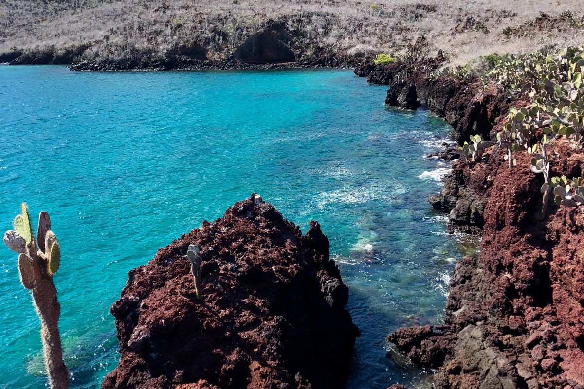 Four Latin American Countries to Create Massive Marine Reserve in the Pacific Ocean