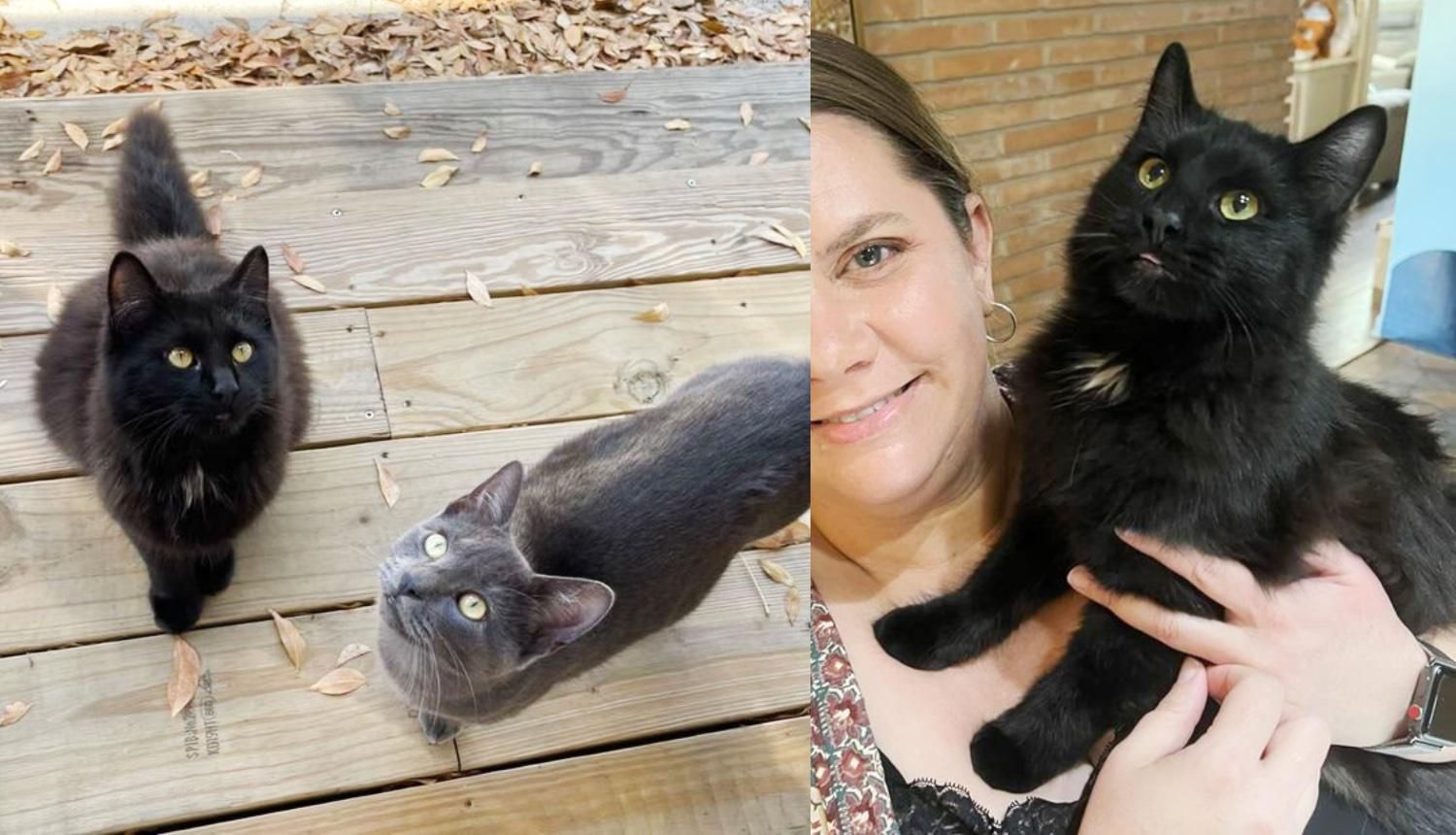 Two Kittens Wander Up to a House, Walk into Carriers and Ready to Leave the Streets Behind