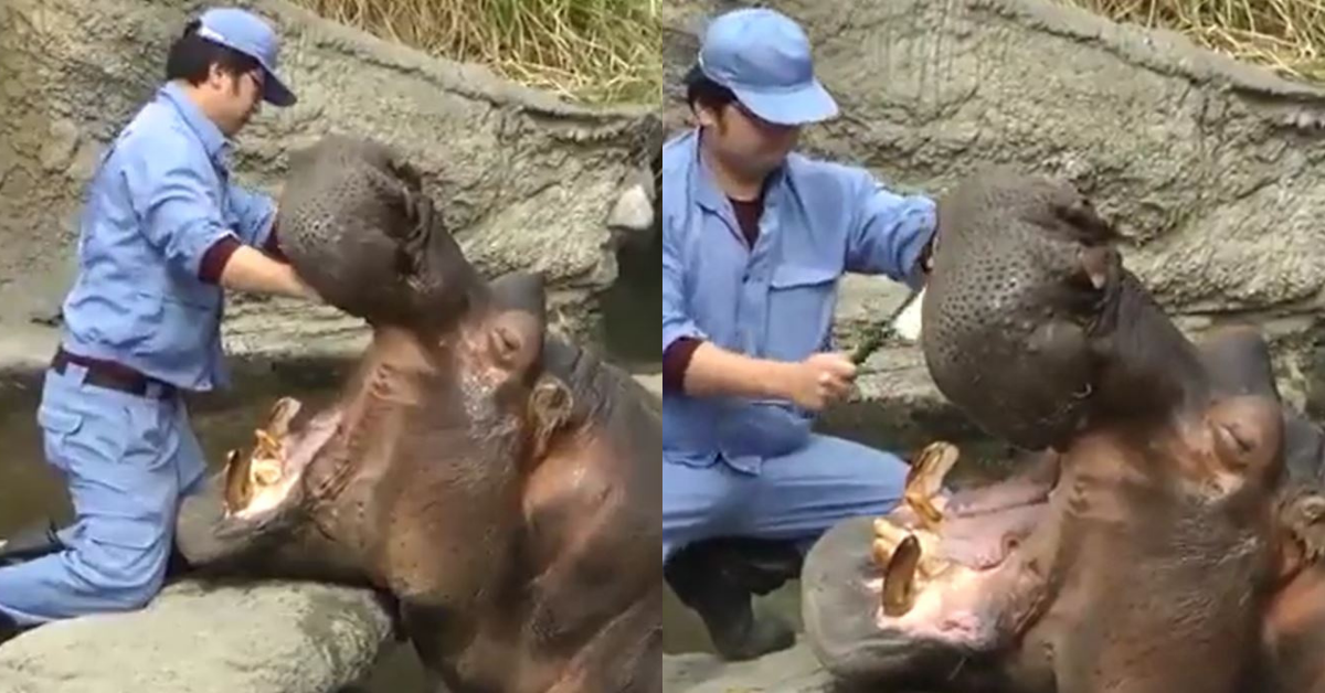 Viral Video Of A Zoo Worker Casually Cleaning A Hippo's Teeth Has Twitter Totally Mesmerized