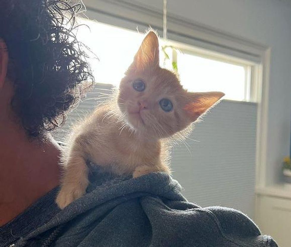 orange tabby shoulder kitten