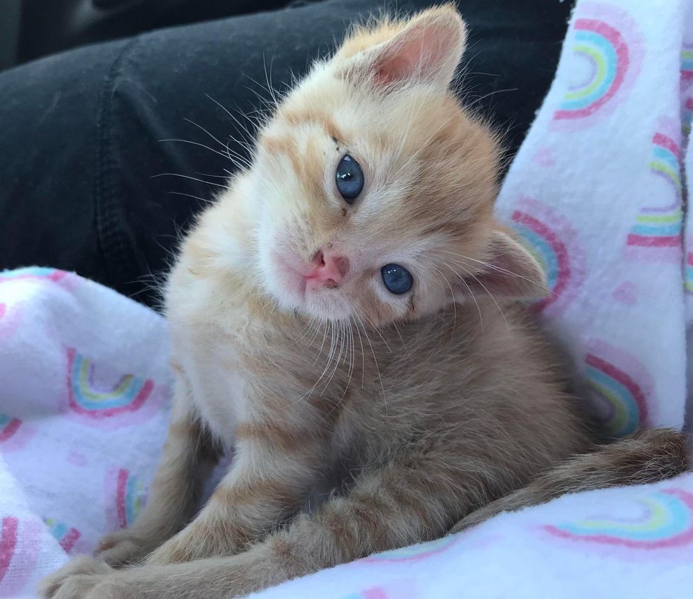 stray kitten orange