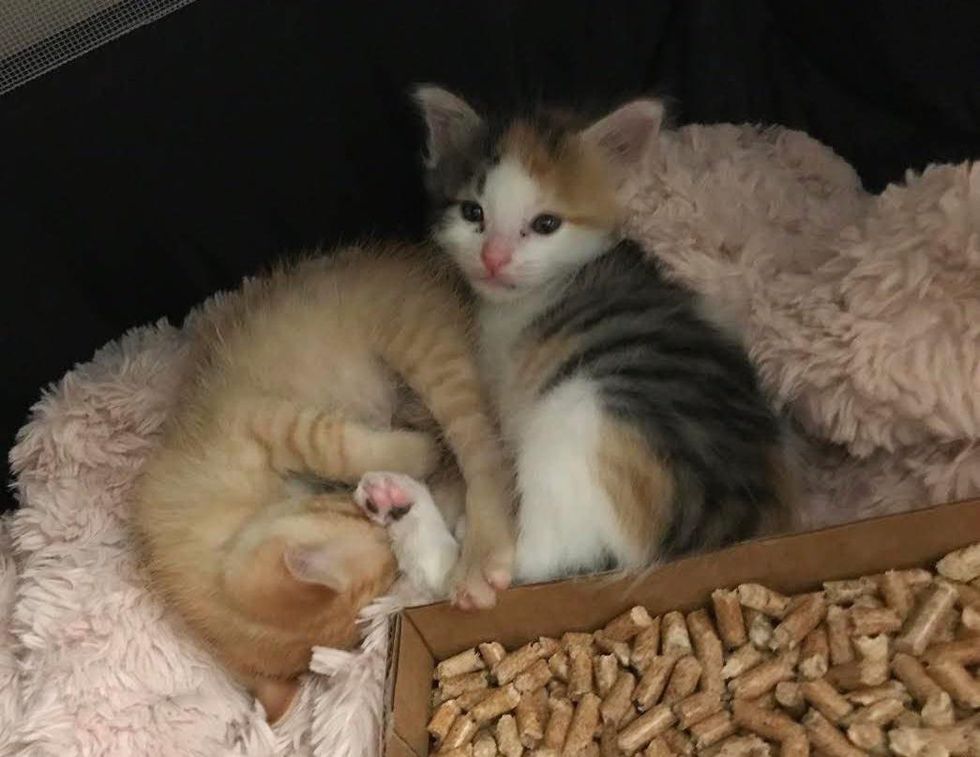 tabby and torbie, best kitten friends