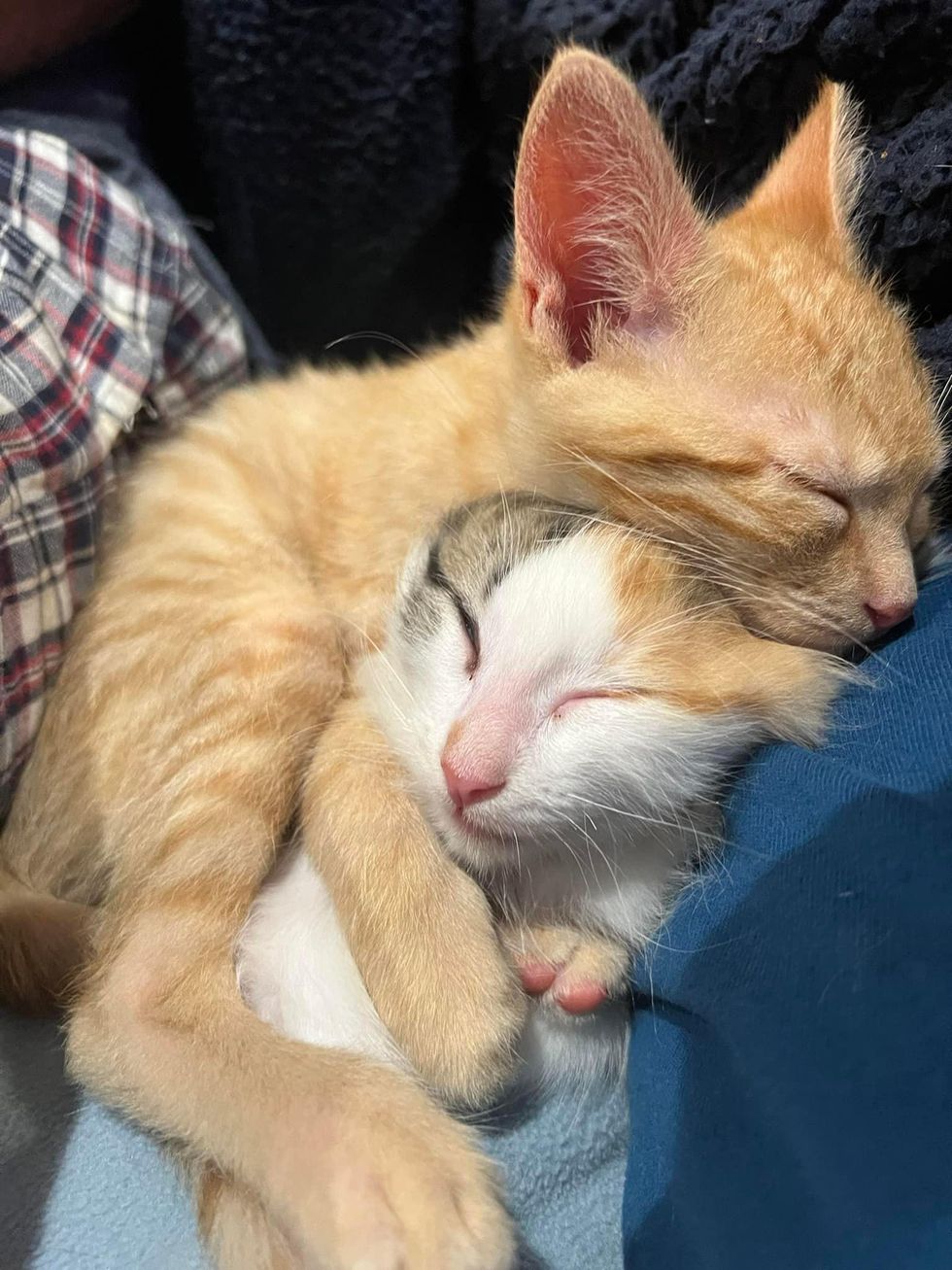 kitten siblings