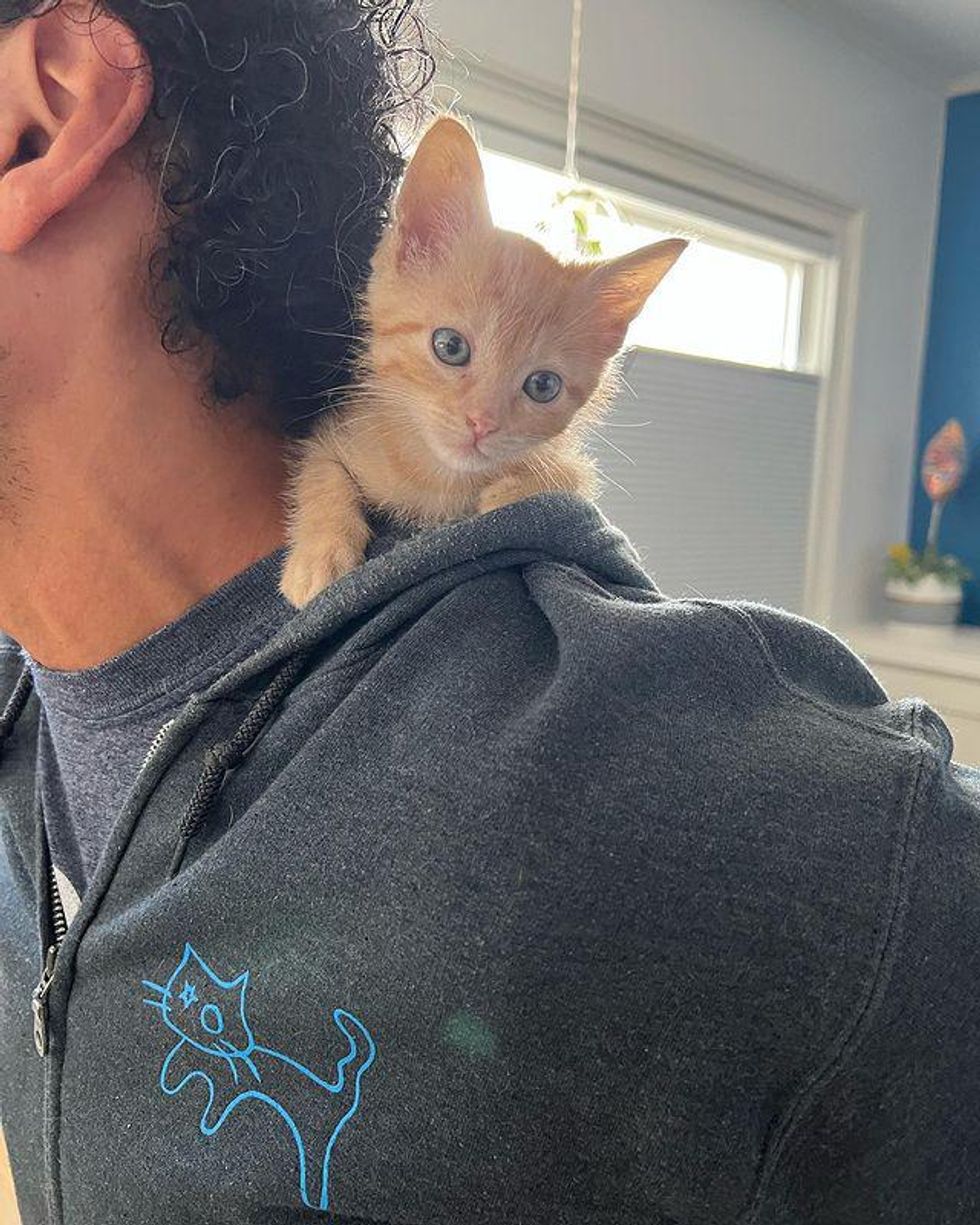 shoulder kitten, supervisor