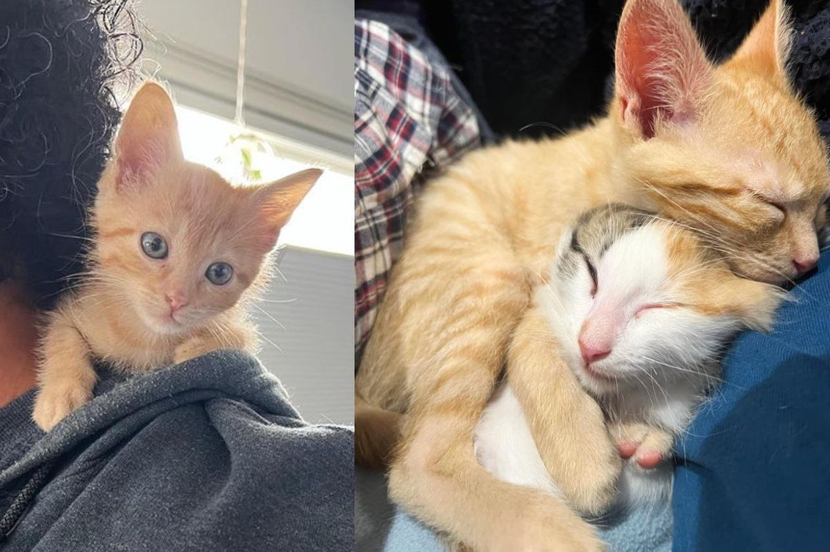 Kittens from Different Mothers Paired Up at Shelter and Decide to Give Hugs to Everyone They Come Across