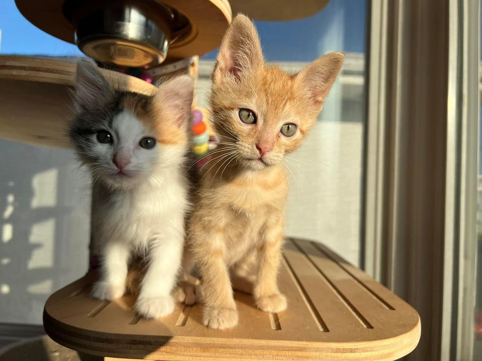 kitten best friends