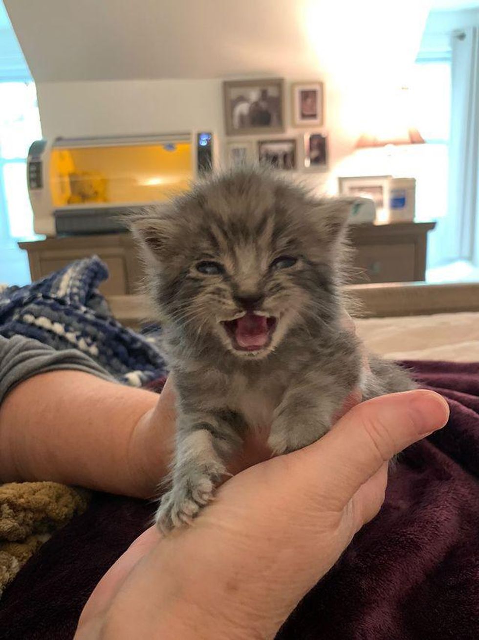 crying kitten