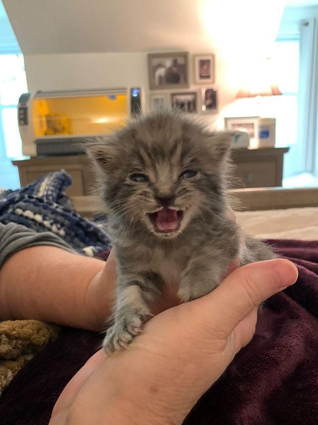 crying kitten