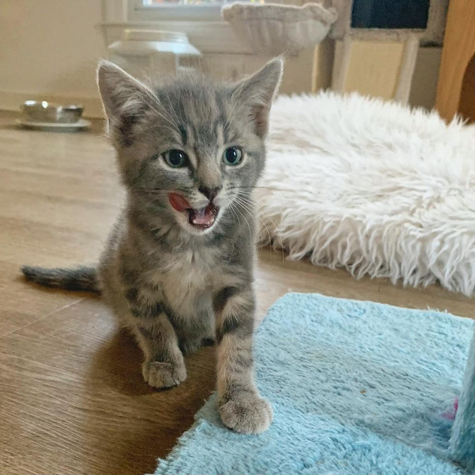cute kitten tongue