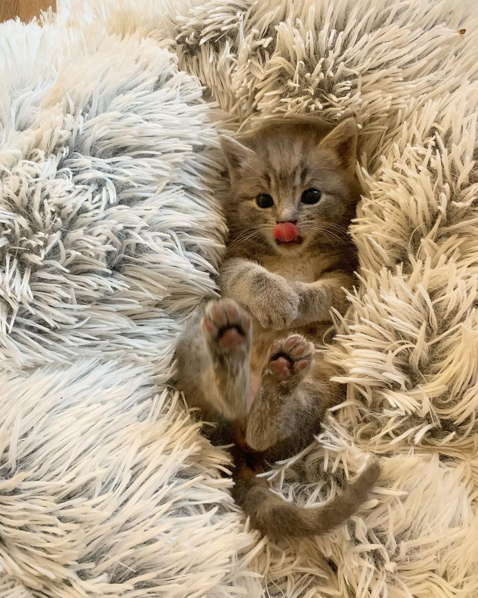 toe beans kitten