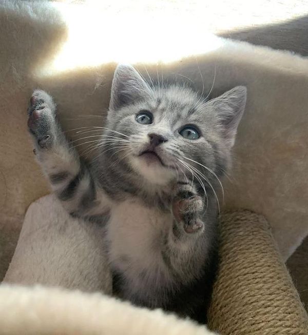 beautiful kitten