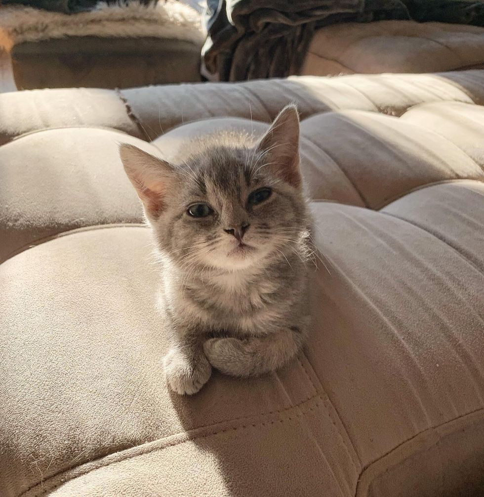cute couch kitten