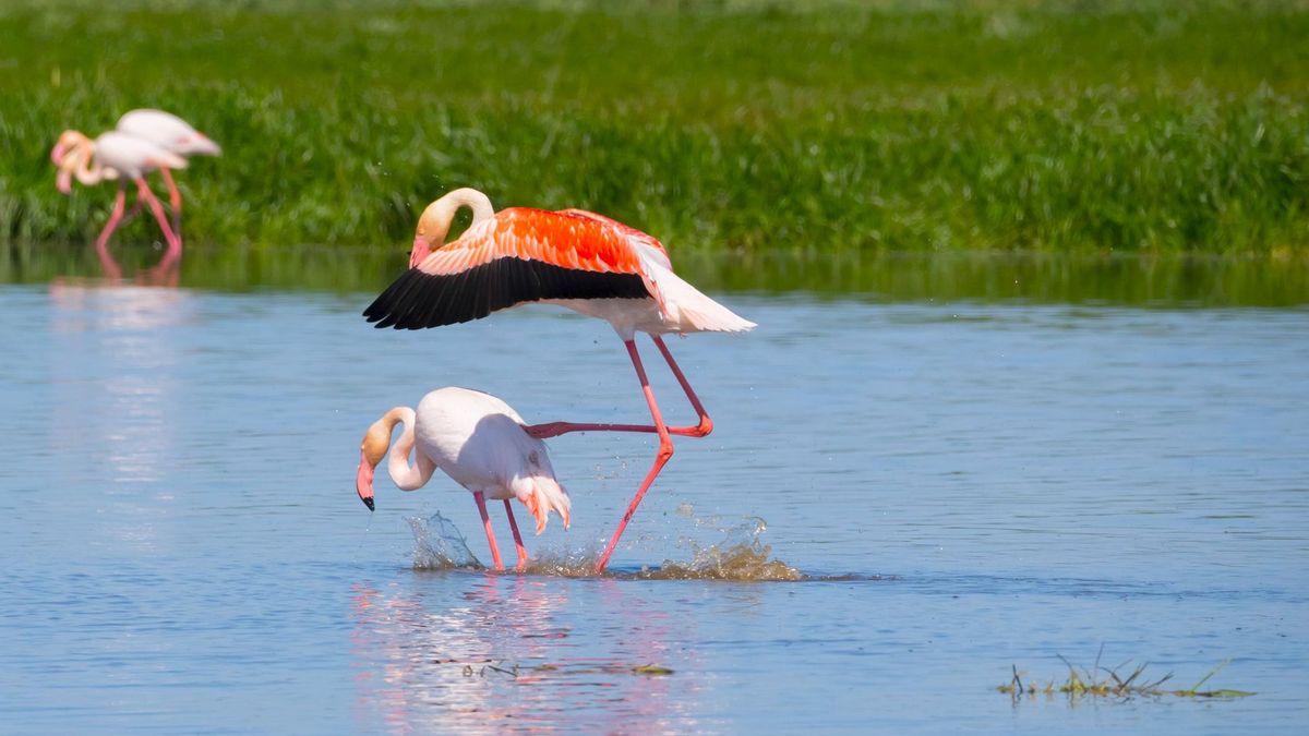 Animali selvatici, ecco dove ammirarli in Italia