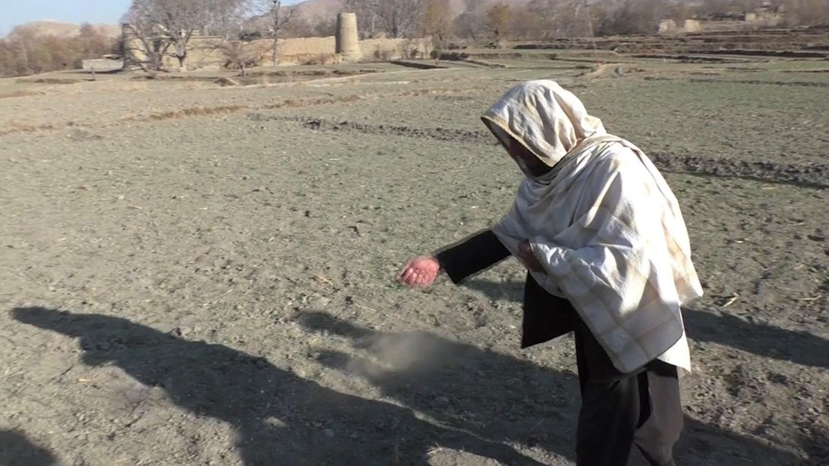 Per sopravvivere, all'Afghanistan non resta che l'oppio. Altro successo di Biden
