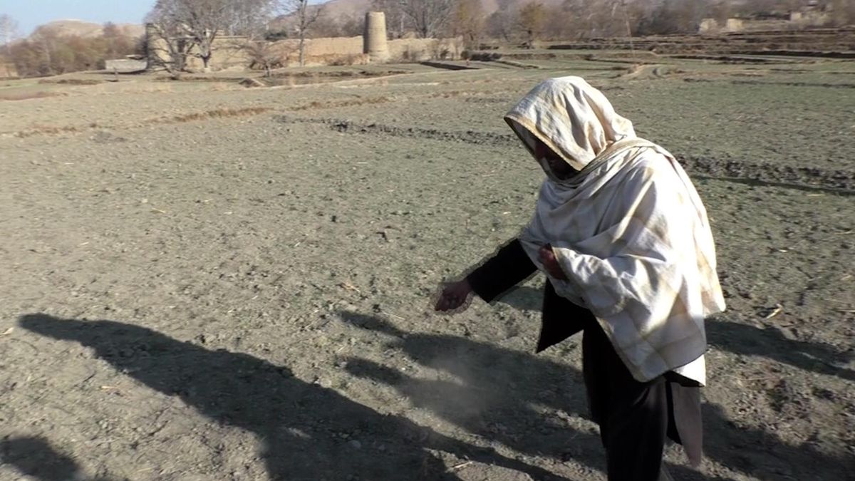 Per sopravvivere, all'Afghanistan non resta che l'oppio. Altro successo di Biden