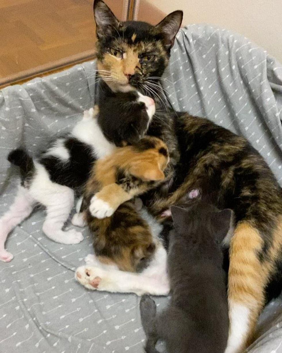 kittens baby
