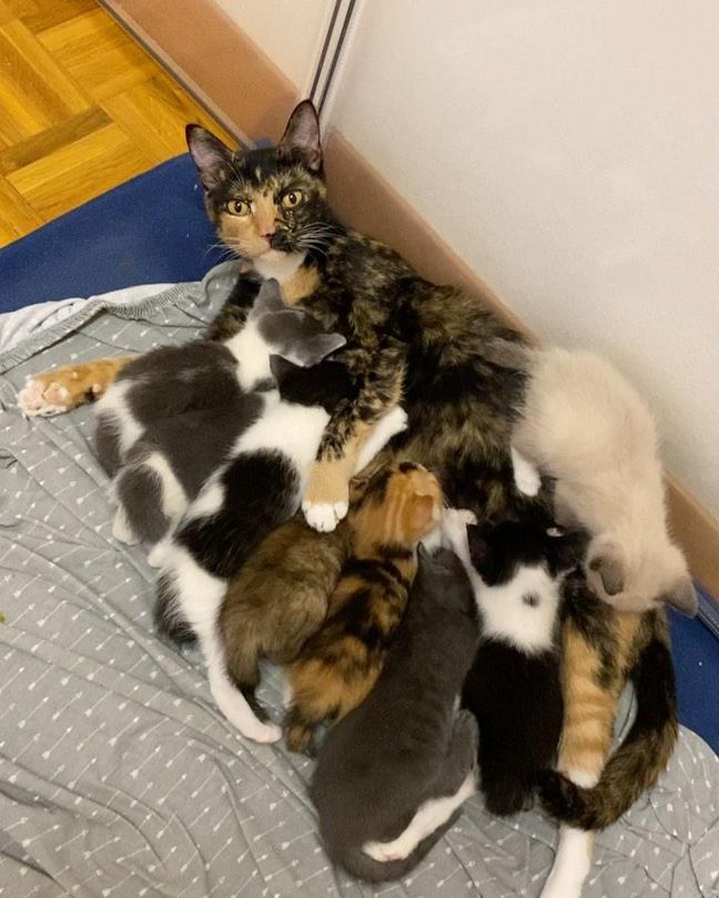 nursing kittens