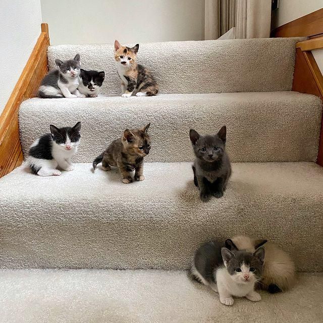 stairs kittens