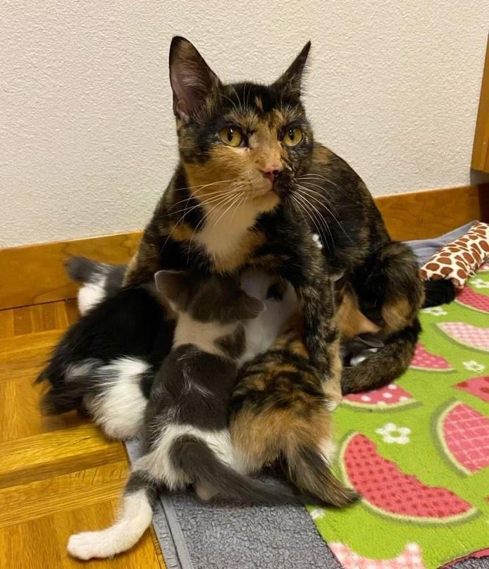 nursing kittens
