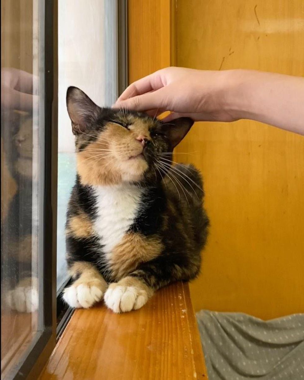 sweet window cat