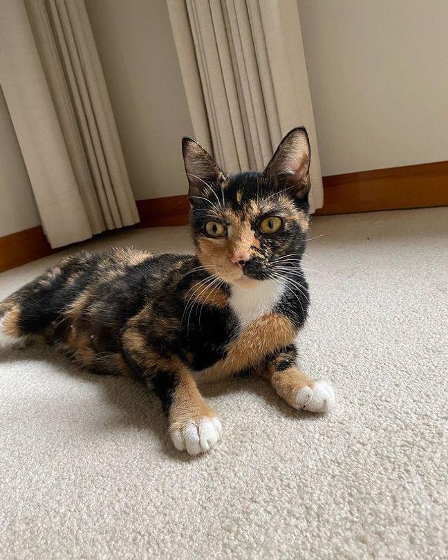 tortie cat