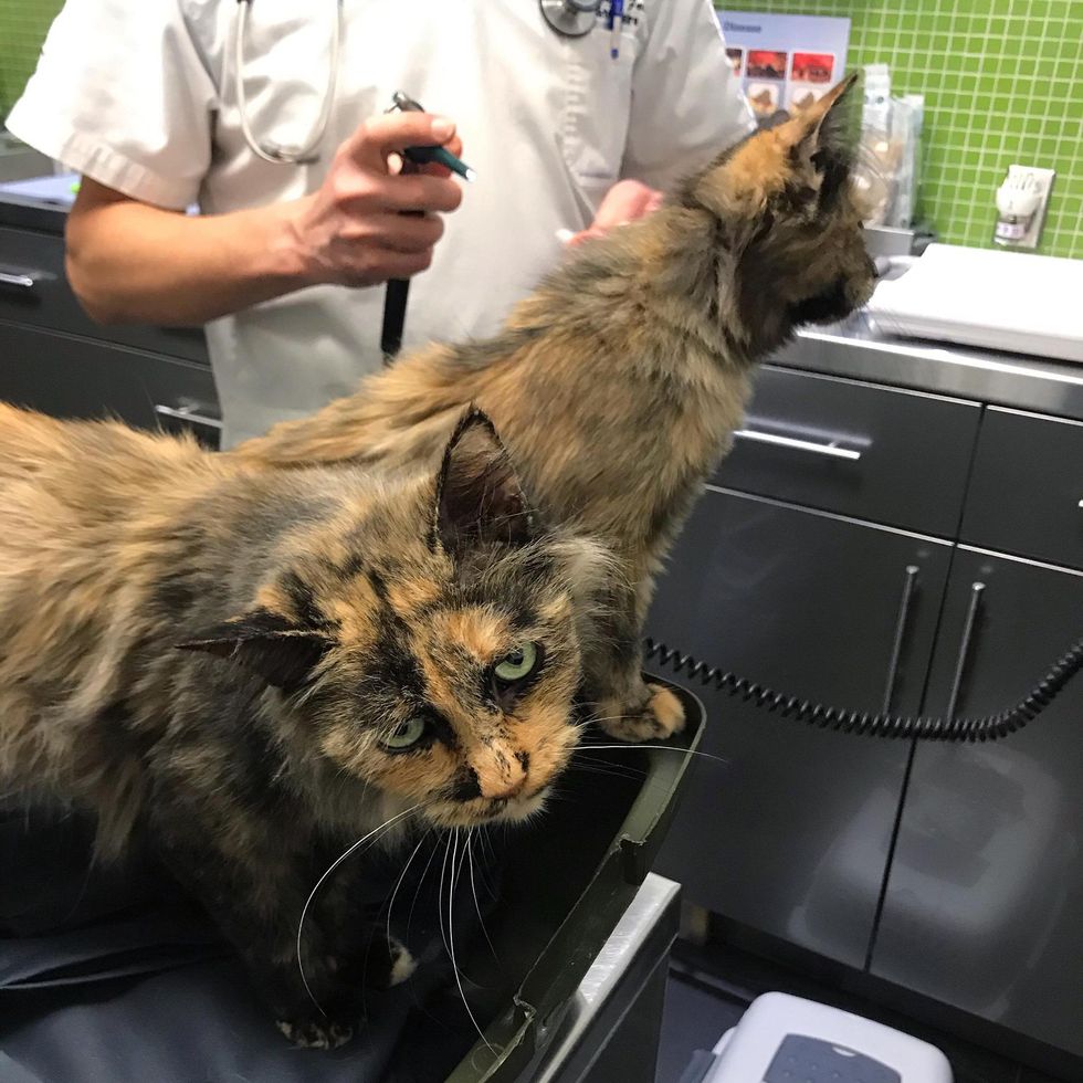 tortie cats