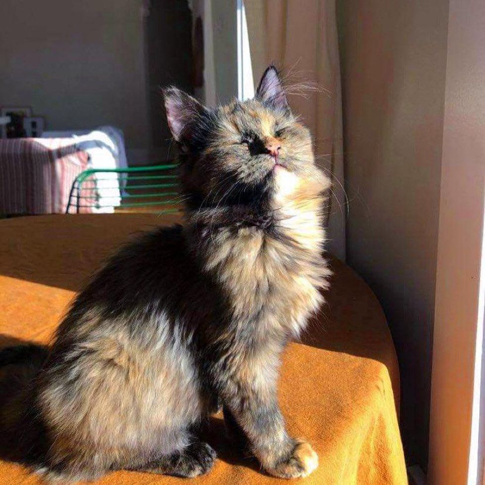 tortie kitten sun bathing