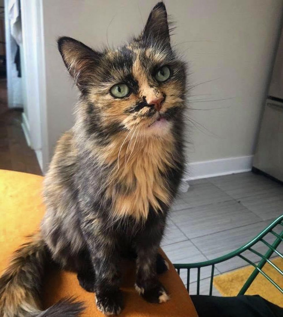 beautiful tortie cat